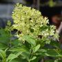 Rispenhortensie Limelight - Hydrangea paniculata Limelight - 5-7,5 L-Container, Liefergre 40/60 cm