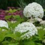 Strauchhortensie/Schneeballhortensie Grandiflora - Hydrangea arboresecens Grandiflora - 7,5 L-Container, Liefergre 60/80 cm