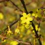 Winterjasmin - Jasminum nudiflorum - 3 L-Container, Liefergre 80/100 cm