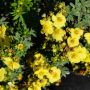 Fingerstrauch Sommerflor - Potentilla fruticosa Sommerflor - 2-3 L-Container