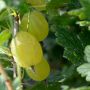 Stachelbeere Mucurines - Ribes uva-crispa Mucurines - 5 L-Container, Liefergröße 60/80 cm