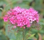 Rote Sommerspiere Anthony Waterer Sapho - Spiraea japonica Anthony Waterer Sapho - 3-4 L-Container