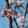 Duft-Schneeball - Viburnum farreri - 3 L-Container, Liefergre 80/100 cm