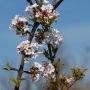 Duft-Schneeball - Viburnum farreri - 3 L-Container, Liefergre 80/100 cm