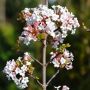 Duft-Schneeball - Viburnum farreri - 3 L-Container, Liefergre 80/100 cm