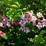 Weigelie Styriaca - Weigela Hybr. Styriaca - 7,5 L-Container, Liefergre 80/100 cm