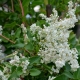 Schlingknterich - Fallopia baldschuanica - 8 L-Container, Liefergre 150/200 cm, gestbt