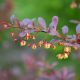 Blutberberitze Atropurpurea - Berberis thunbergii Atropurpurea - 2 L-Container, Liefergre 30/40 cm