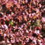 Blutberberitze Atropurpurea - Berberis thunbergii Atropurpurea - 2 L-Container, Liefergre 30/40 cm