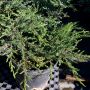 Kriechwacholder Repanda - Juniperus communis Repanda - 3 L-Container, Liefergröße 10/15 cm