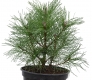 Bergkiefer - Pinus mugo - 3 L-Container, Liefergröße 20/30 cm