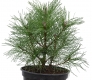 Bergkiefer - Pinus mugo - 3 L-Container, Liefergre 20/30 cm