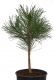 Schwarzkiefer - Pinus nigra subsp. nigra - 4 L-Container, Liefergröße 60/80 cm
