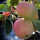 Zwergapfel MaloniLilly - Malus domestica MaloniLilly - 3-4 L-Container, Liefergre 60/80 cm