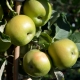 Sulenapfel Green Sensation - Malus domestica Green Sensation - 7 L-Container, Liefergre 80/100 cm