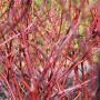 Gelbbunter Hartriegel Spaethii - Cornus alba Spaethii - 10 L-Container, Liefergre 60/80 cm