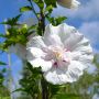 Garteneibisch China Chiffon - Hibiscus syriacus China Chiffon - 3 L-Container, Liefergre 80/100 cm