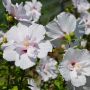 Garteneibisch China Chiffon - Hibiscus syriacus China Chiffon - 3 L-Container, Liefergre 80/100 cm