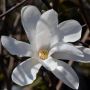 Groe Sternmagnolie Merril - Magnolia loebneri Merril - 3-4 L-Container, Liefergre 80/100 cm