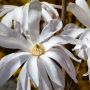 Sternmagnolie Rosea - Magnolia stellata Rosea - 4 L-Container, Liefergre 80/100 cm