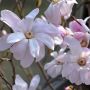 Sternmagnolie Rosea - Magnolia stellata Rosea - 4 L-Container, Liefergre 80/100 cm
