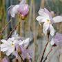 Sternmagnolie Rosea - Magnolia stellata Rosea - 4 L-Container, Liefergre 80/100 cm