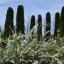 Weie Rispenspiere Grefsheim - Spiraea cinerea Grefsheim - 3 L-Container, Liefergre 80/100 cm