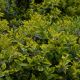 Kriechspindelstrauch Emeraldn Gold - Euonymus fortunei Emeraldn Gold - 0,5 L-Container