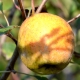 Zwergapfel Zwergenstar - Malus domestica Zwergenstar - 5 L-Container, Liefergre 60/80 cm